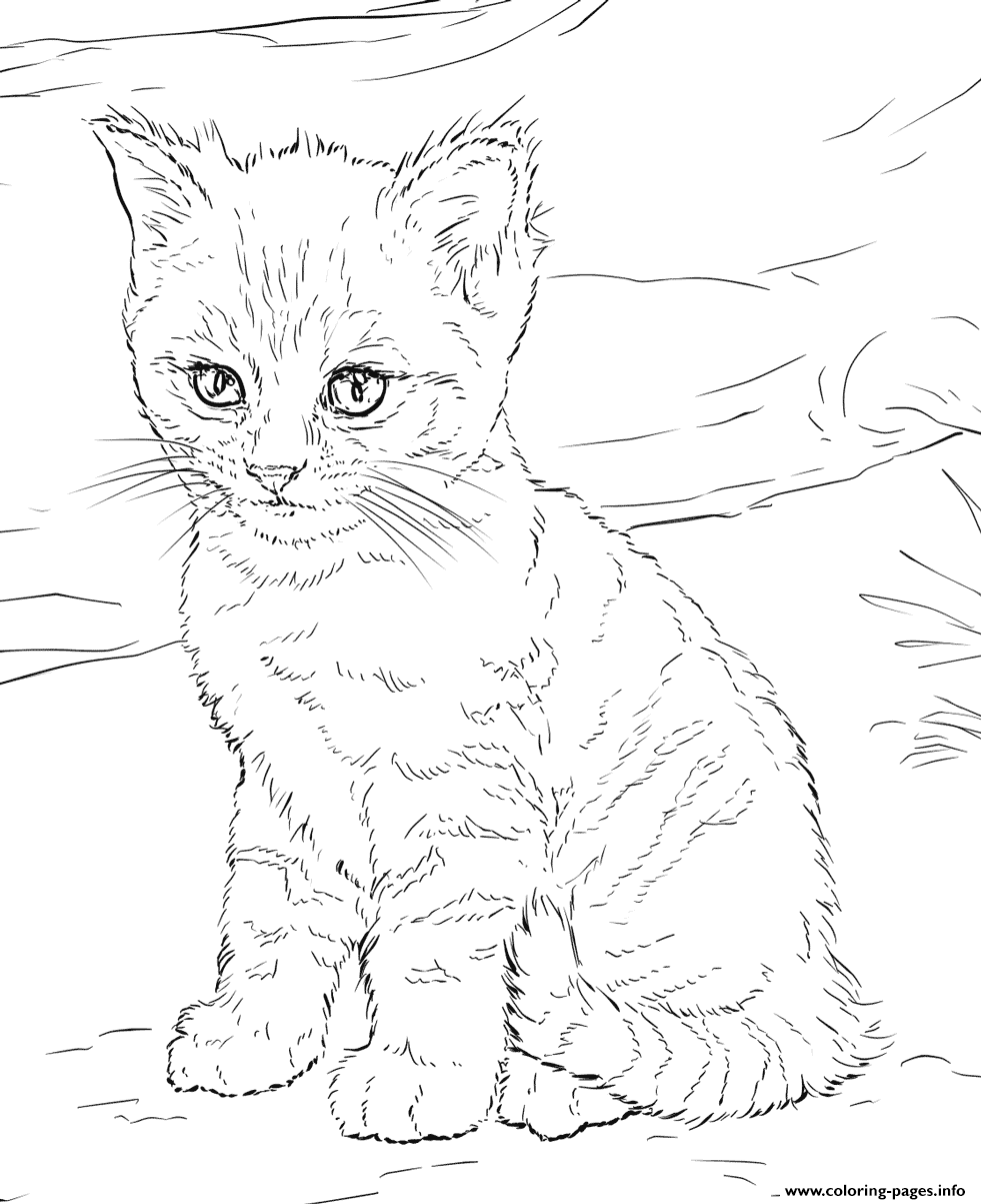 Cute Kitten Coloring Page Printable Cute Kitten Coloring Page Printable