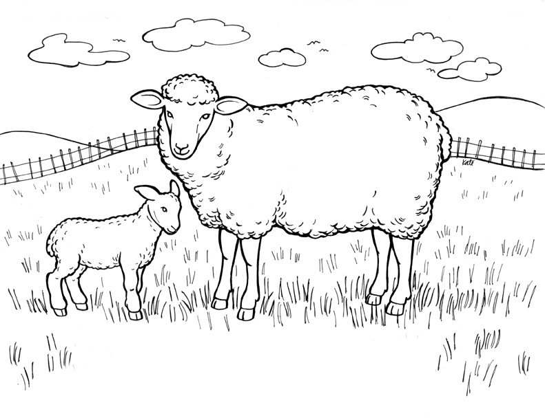 Cute Lamb Coloring Pages Cute Lamb Coloring Pages