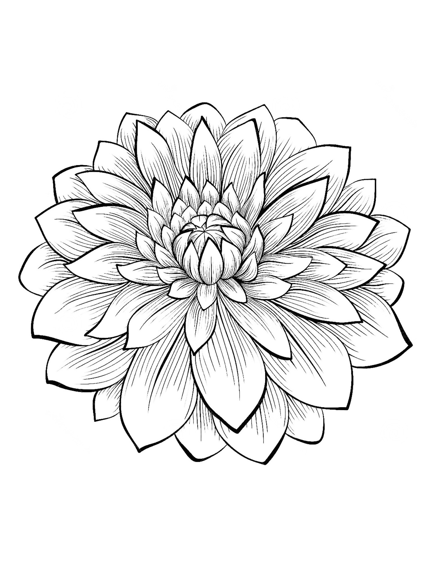 Dahlia Drawing At PaintingValley Explore Collection Of Dahlia Drawing