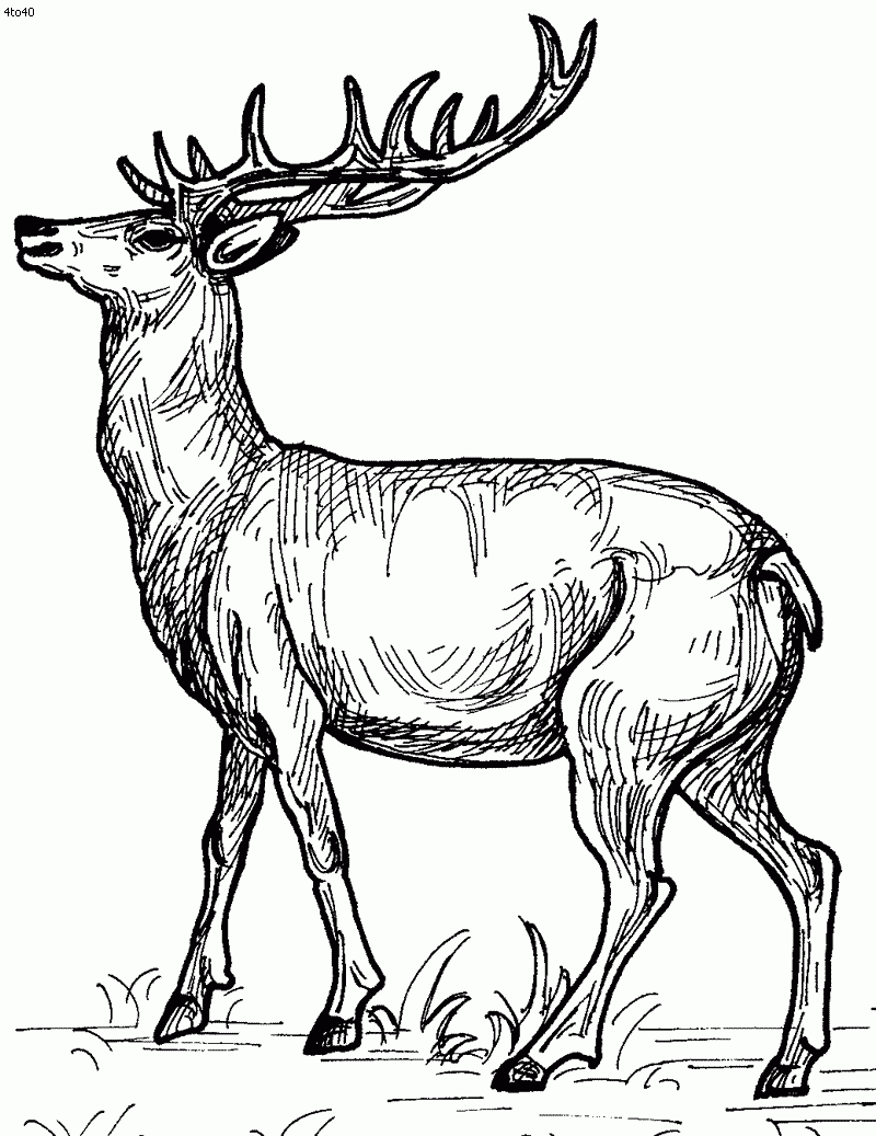 Deer Coloring Pages Printable Deer Coloring Pages Printable