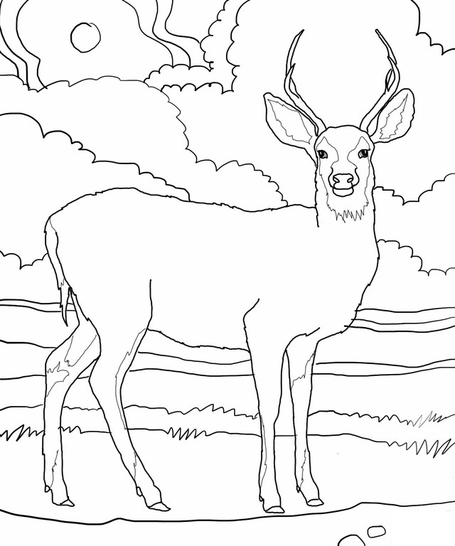Deer Coloring Pages Printable Kids Deer Coloring Pages Printable Kids
