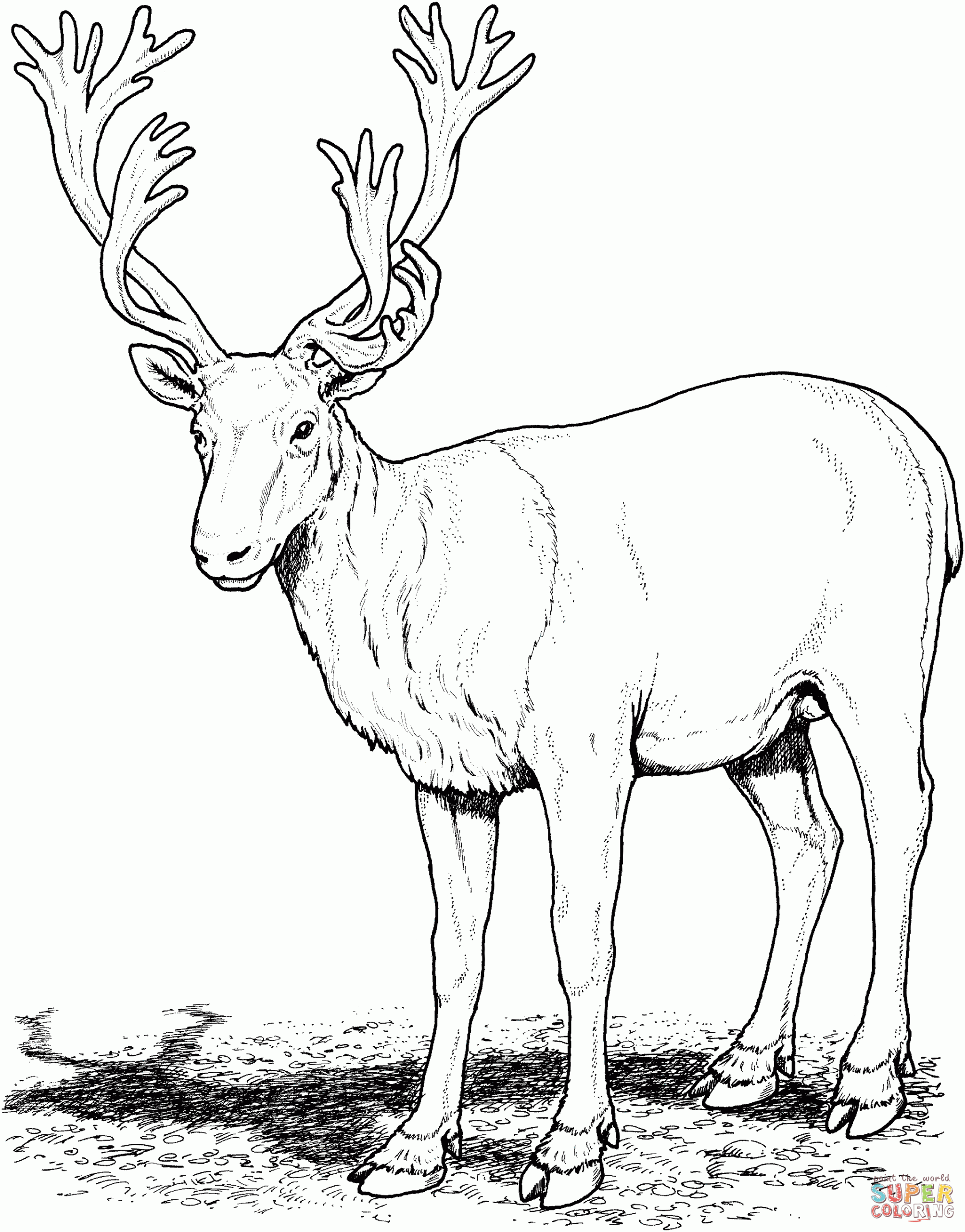 Deer Coloring Pages Printable Deer Coloring Pages Printable