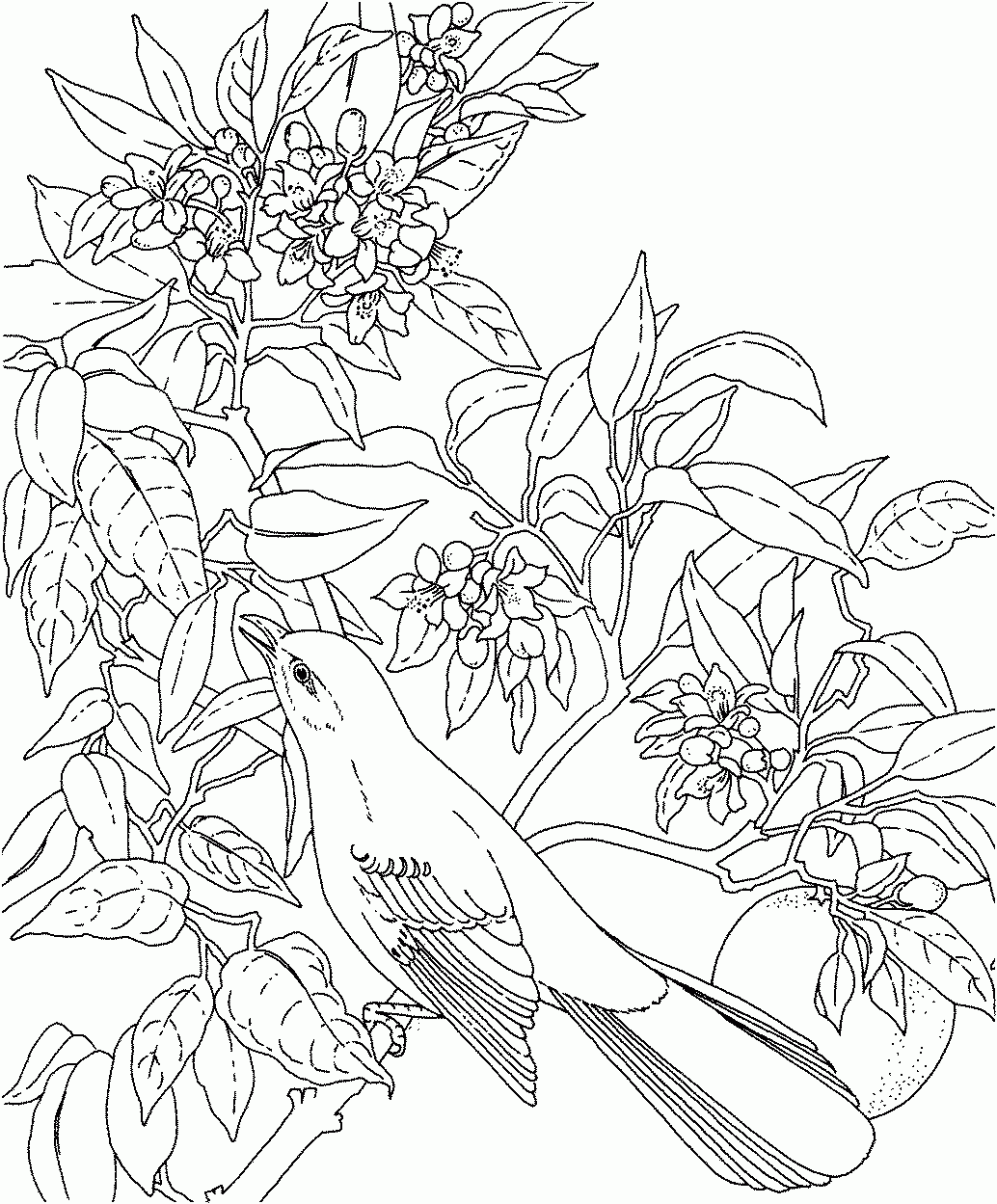 Difficult Flower Coloring Pages Difficult Flower Coloring Pages