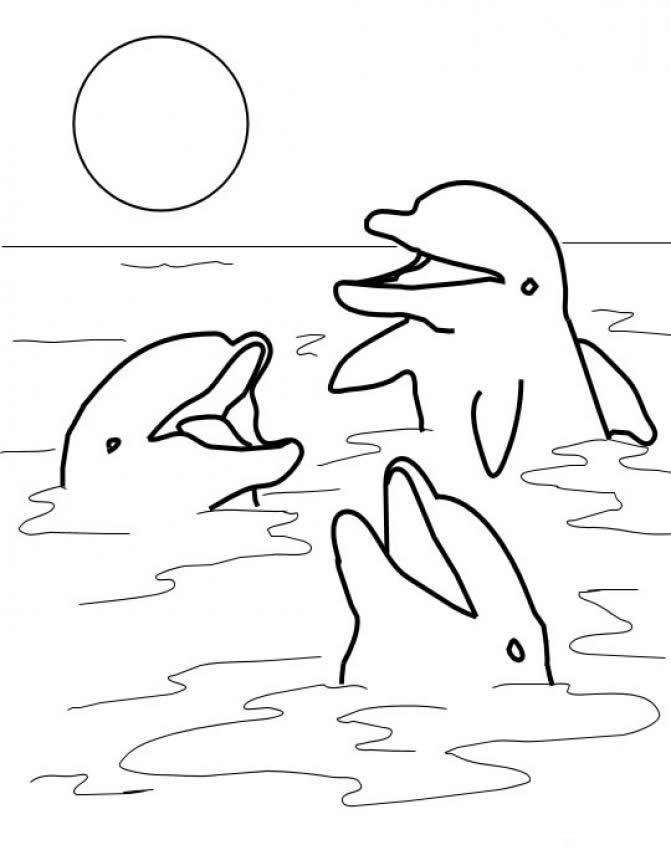 Dolphin Printable