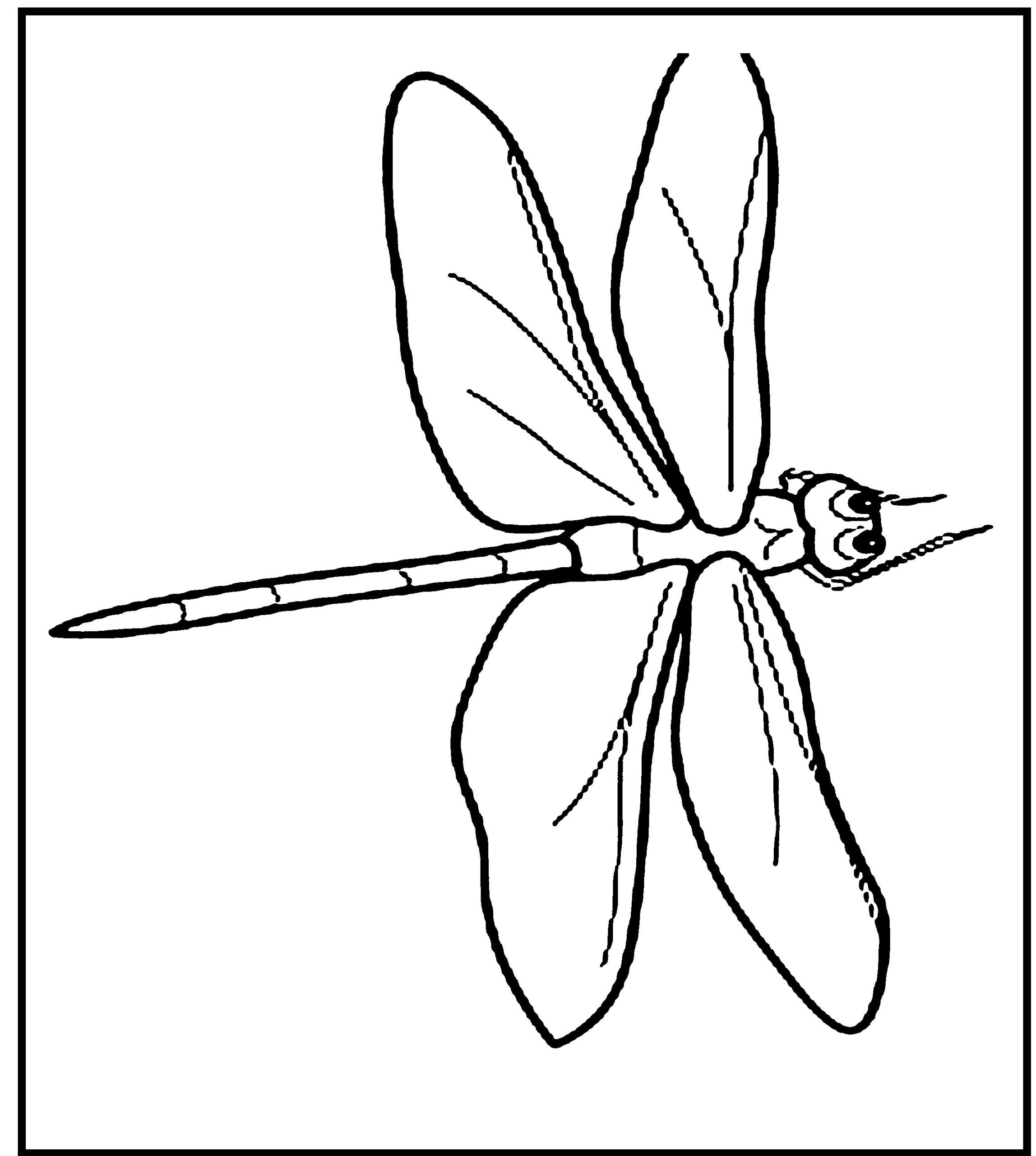 Dragonfly Coloring Pages Printable Template Sketch Coloring Page