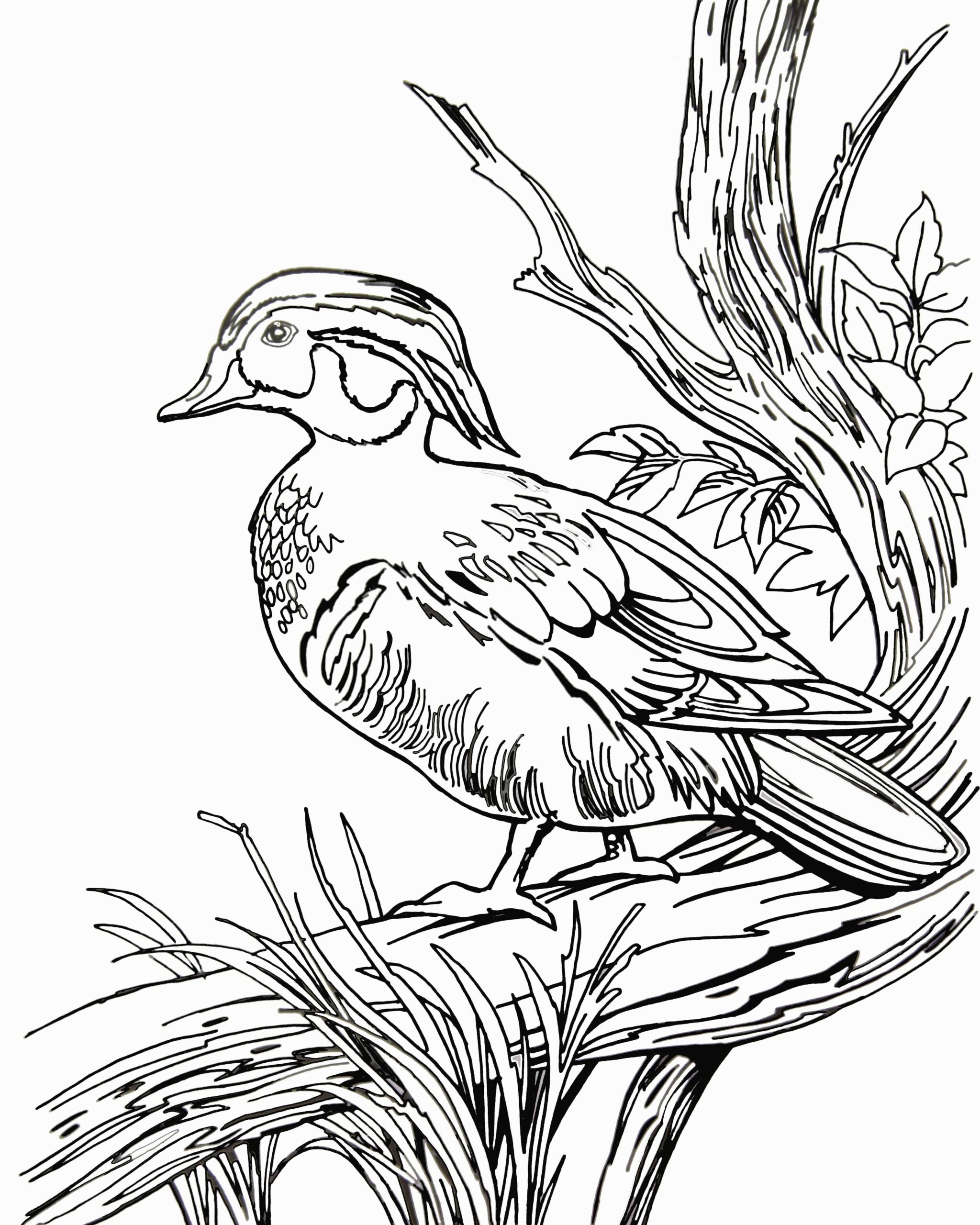 Duck Line Drawing At GetDrawings Free Download Duck Line Drawing At GetDrawings Free Download