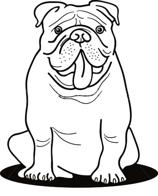 English Bulldog Coloring Pages Printable At GetColorings Free English Bulldog Coloring Pages Printable At GetColorings Free