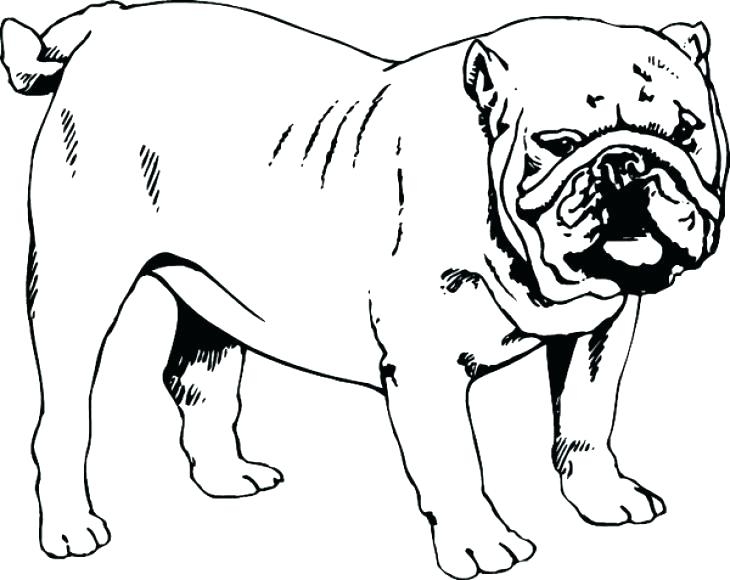 English Bulldog Coloring Pages Printable At GetColorings Free English Bulldog Coloring Pages Printable At GetColorings Free