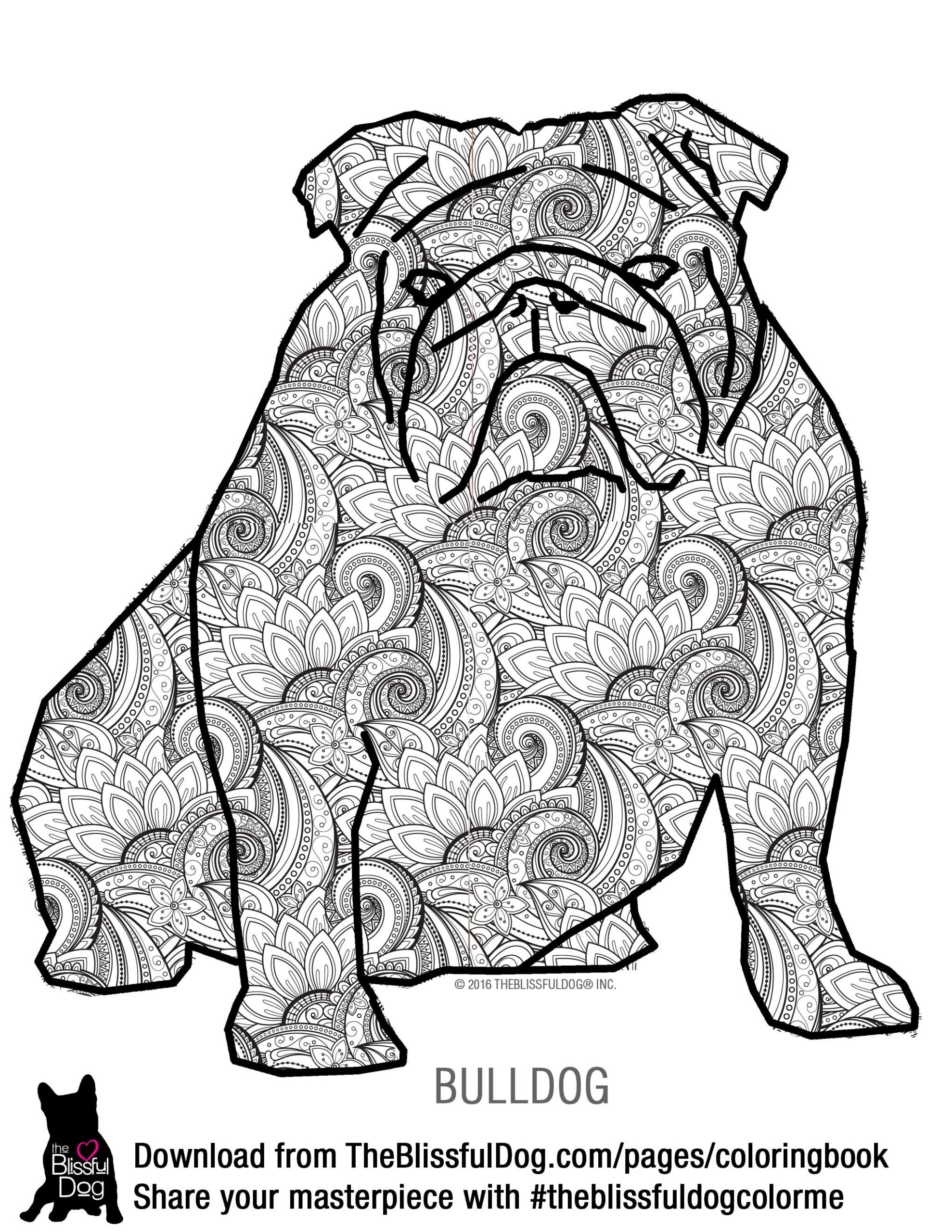 English Bulldog Coloring Pages Printable English Bulldog Coloring Pages Printable
