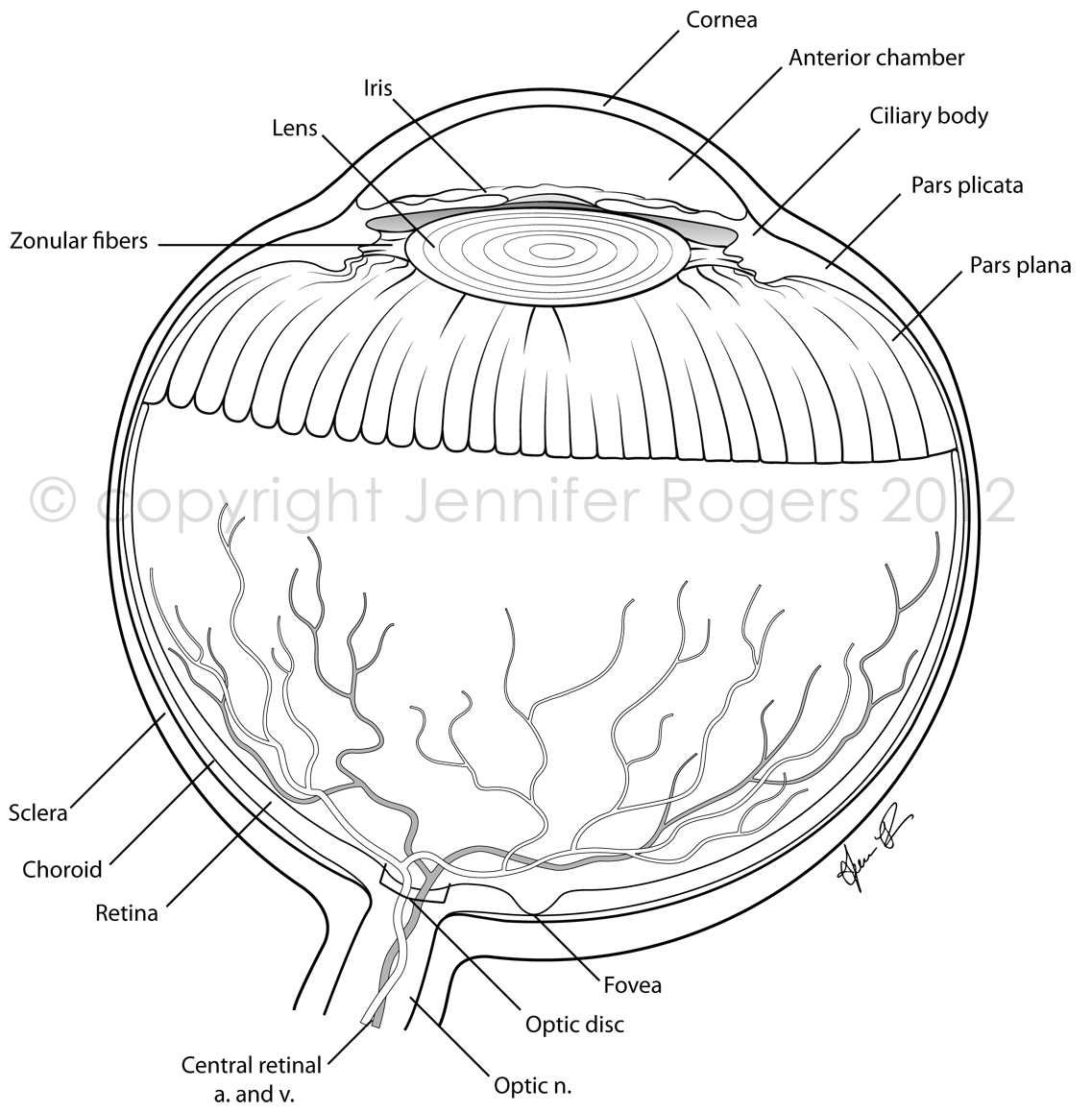 Eye Coloring Pages Printable At GetColorings Free Printable