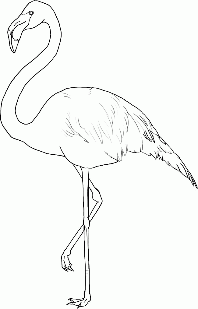 Flamingo Coloring Pages Printable Stephenson Flamingo Coloring Pages Printable Stephenson