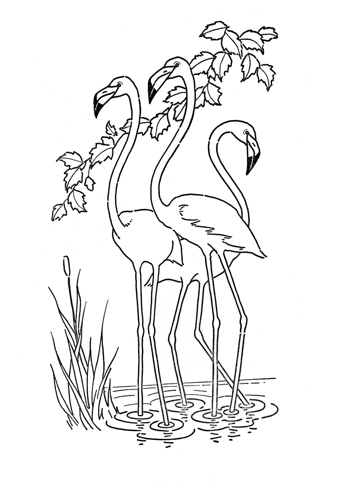 Flamingo Printable Coloring Pages Flamingo Printable Coloring Pages
