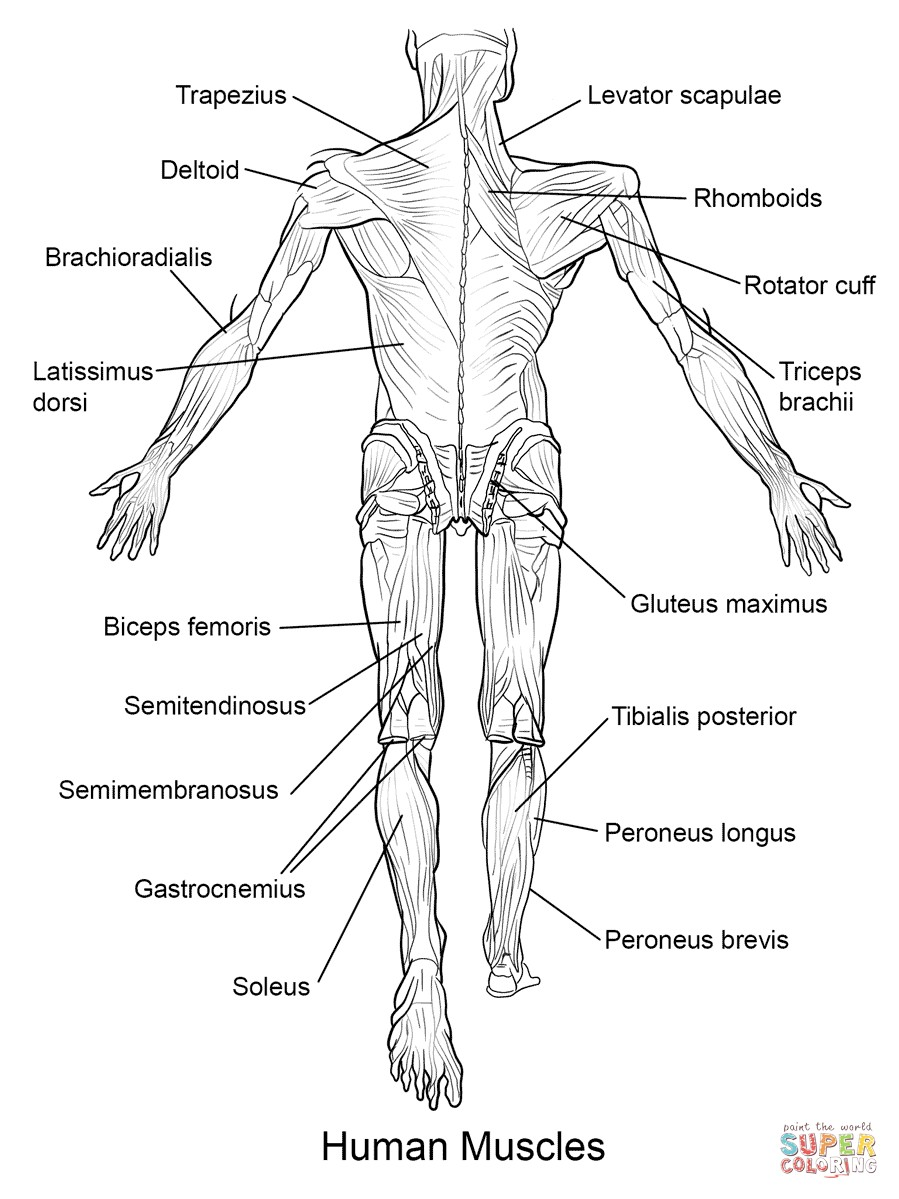 Free Anatomy Coloring Pages At GetColorings Free Printable Free Anatomy Coloring Pages At GetColorings Free Printable