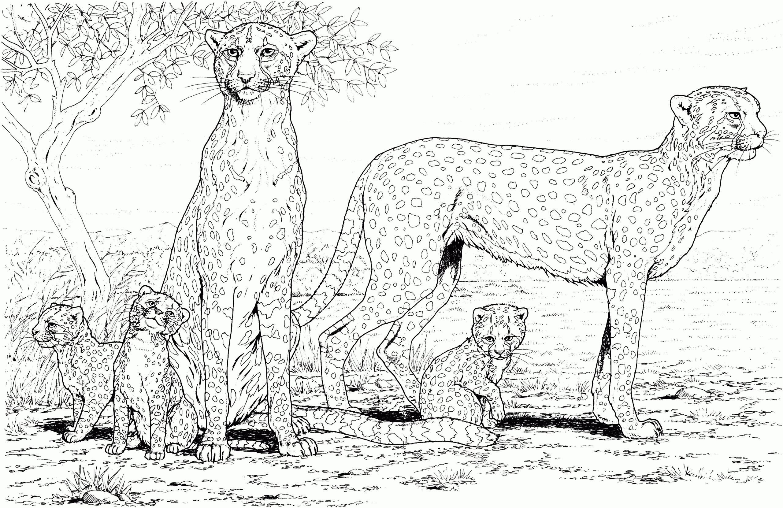 Printable Cheetah Coloring Pages Printable Cheetah Coloring Pages
