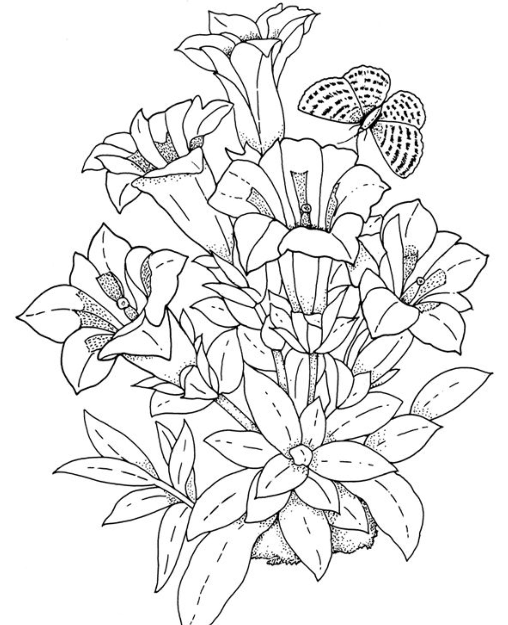 Free Coloring Pages Of Hibiscus Flowers Coloring Home Free Coloring Pages Of Hibiscus Flowers Coloring Home