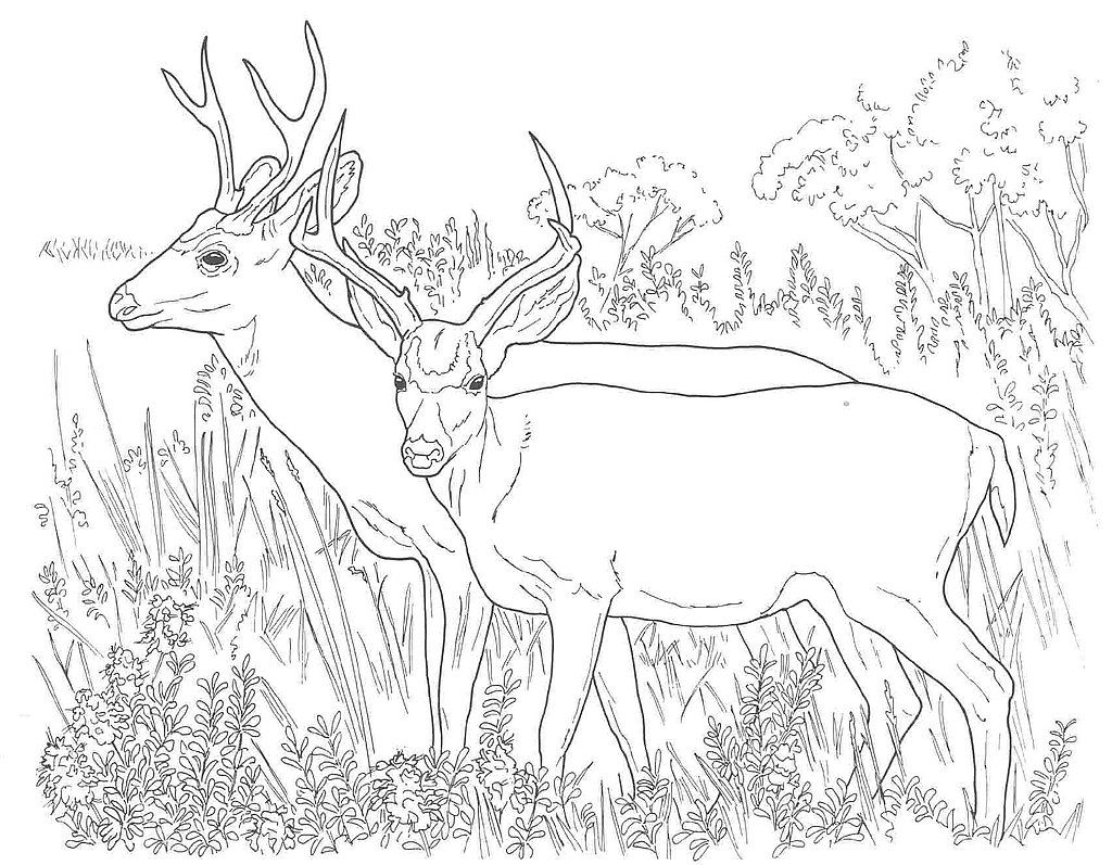 Printable Coloring Pages Deer Printable Coloring Pages Deer