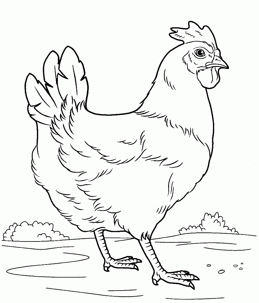 Printable Chicken Coloring Pages Printable Chicken Coloring Pages