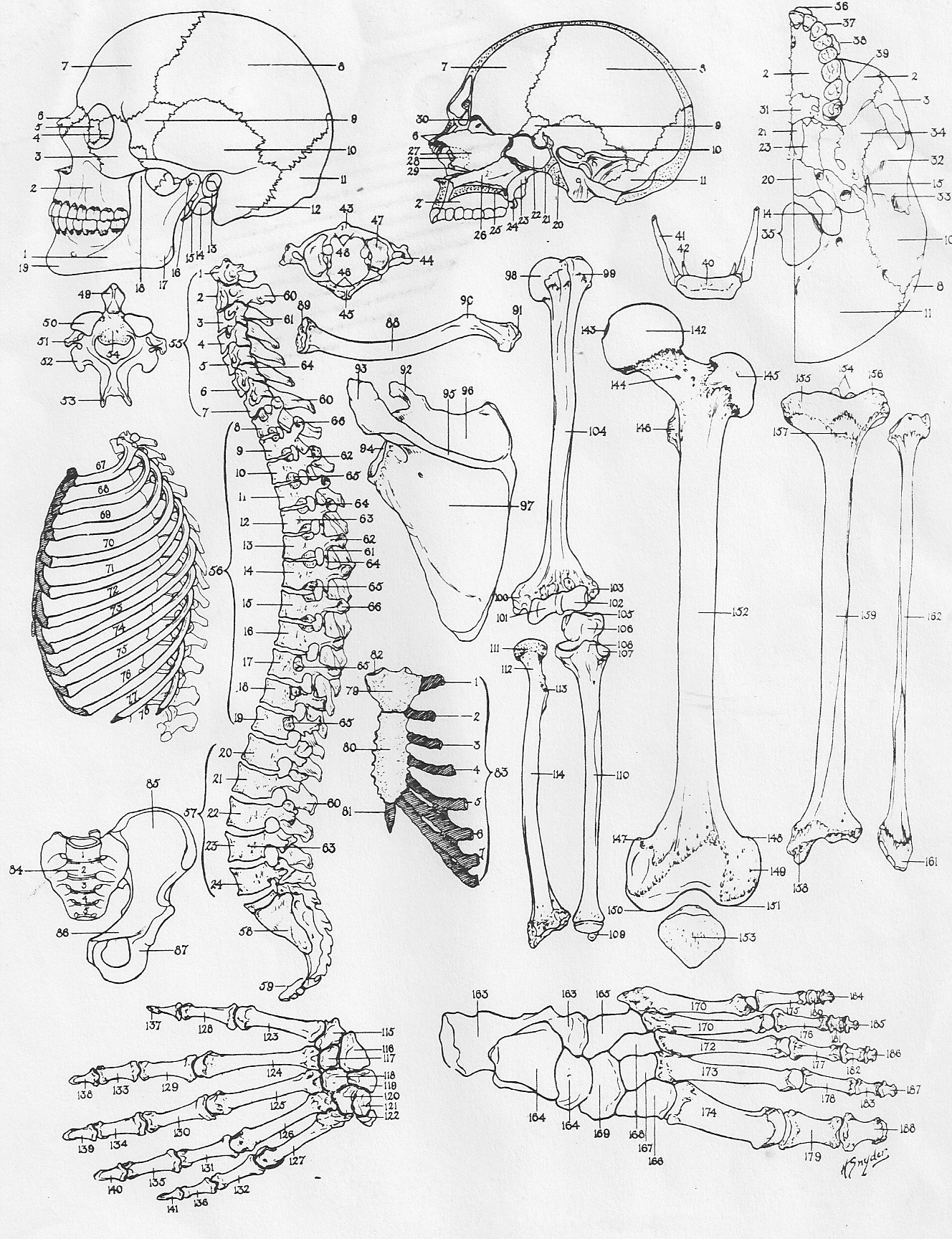 Free Medical Coloring Pages At GetDrawings Free Download Free Medical Coloring Pages At GetDrawings Free Download