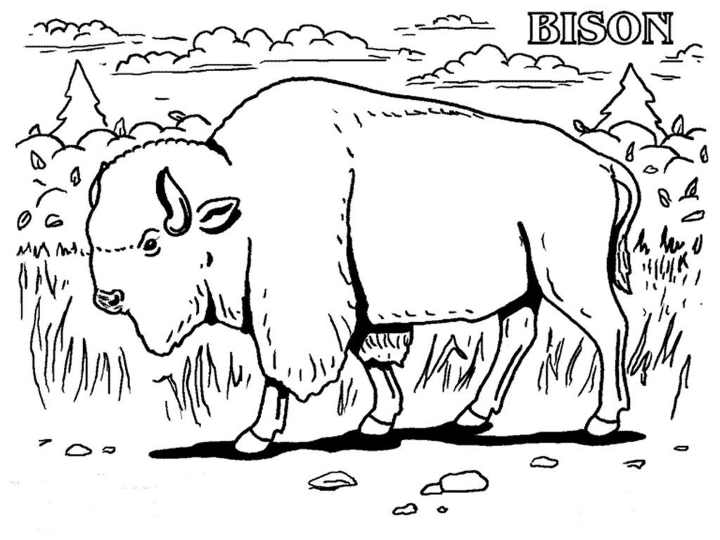 Free Printable Bison Coloring Pages For Kids Free Printable Coloring Free Printable Bison Coloring Pages For Kids Free Printable Coloring