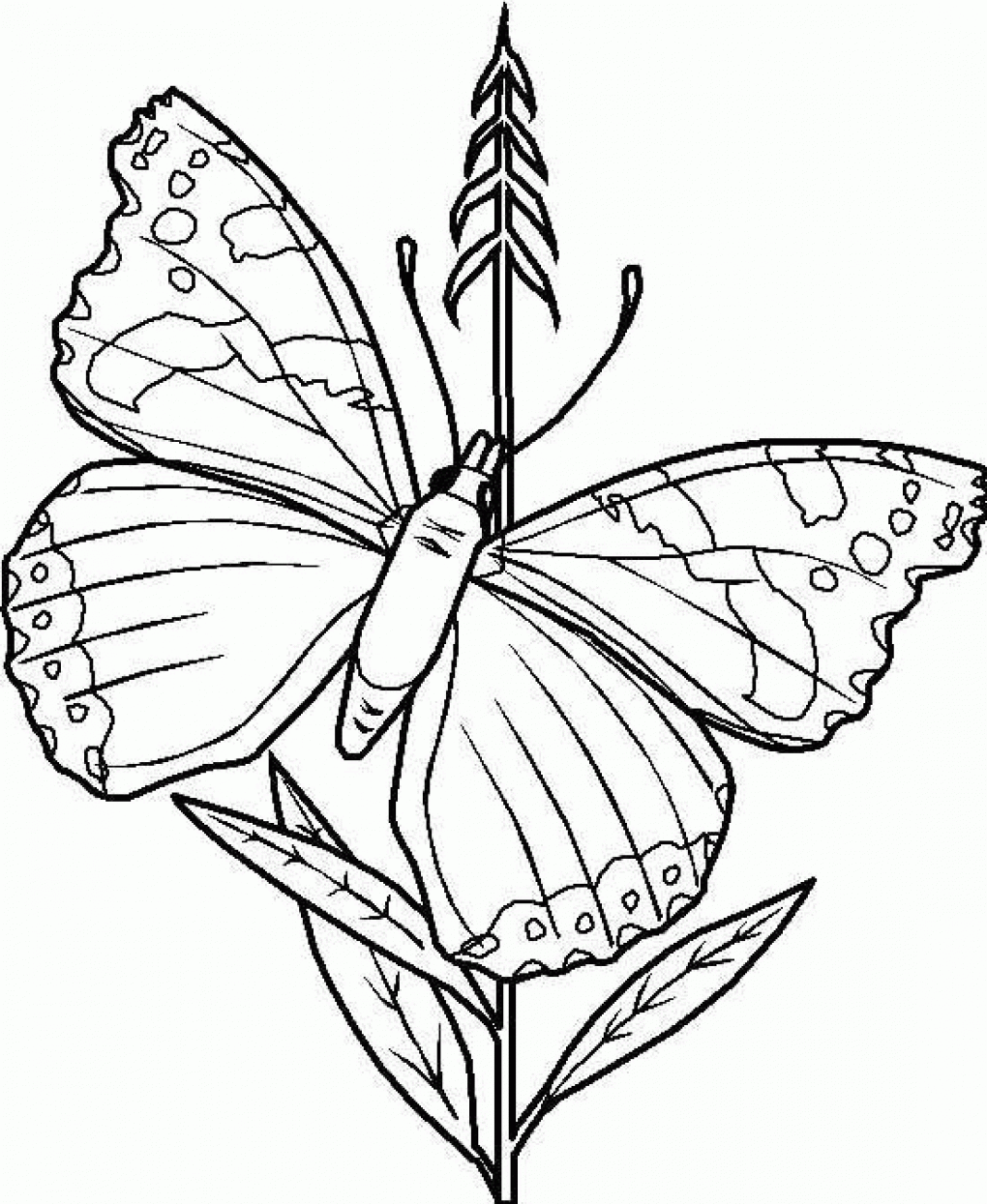 Free Butterfly Coloring Pages Printable Free Butterfly Coloring Pages Printable