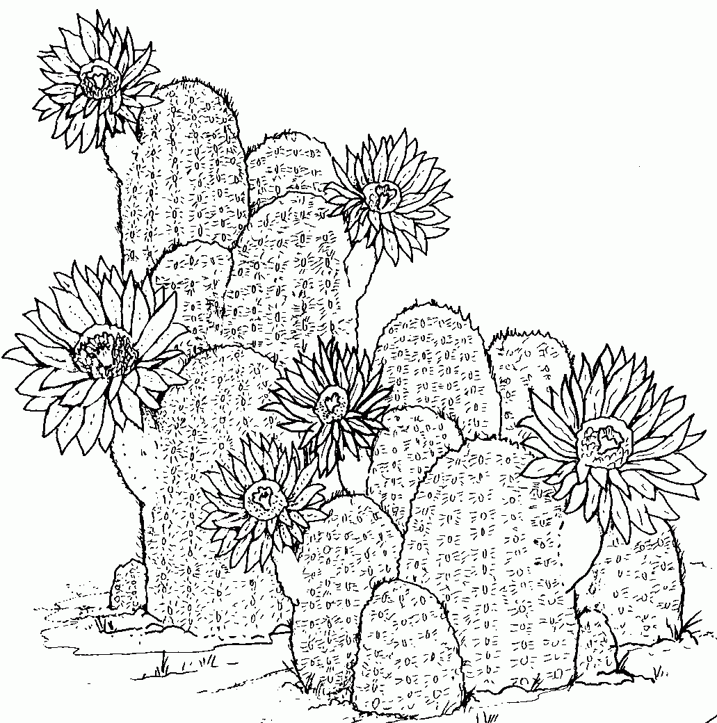 Free Printable Cactus Coloring Pages For Kids Free Printable Cactus Coloring Pages For Kids