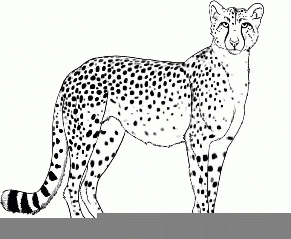 Free Printable Cheetah Coloring Pages For Kids Free Printable Cheetah Coloring Pages For Kids