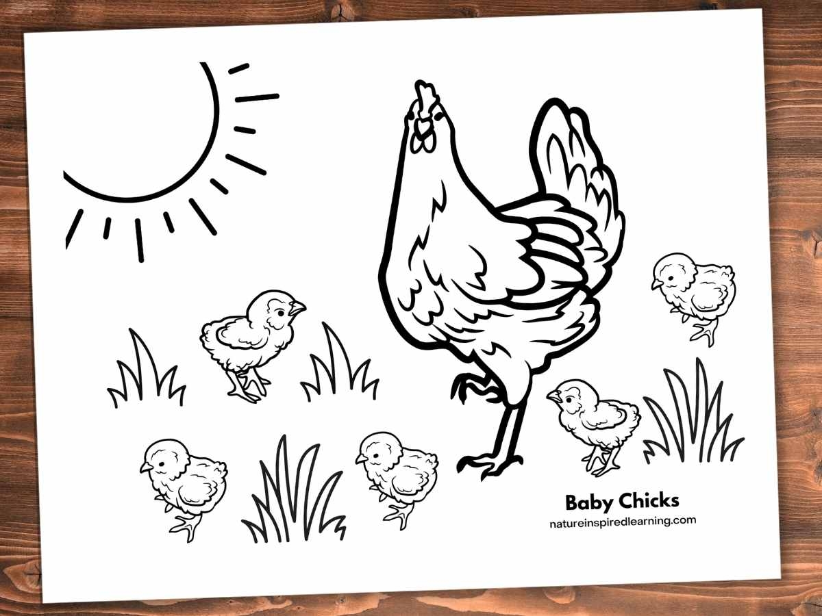 Free Printable Coloring Pages Of Chickens Free Printable Coloring Pages Of Chickens