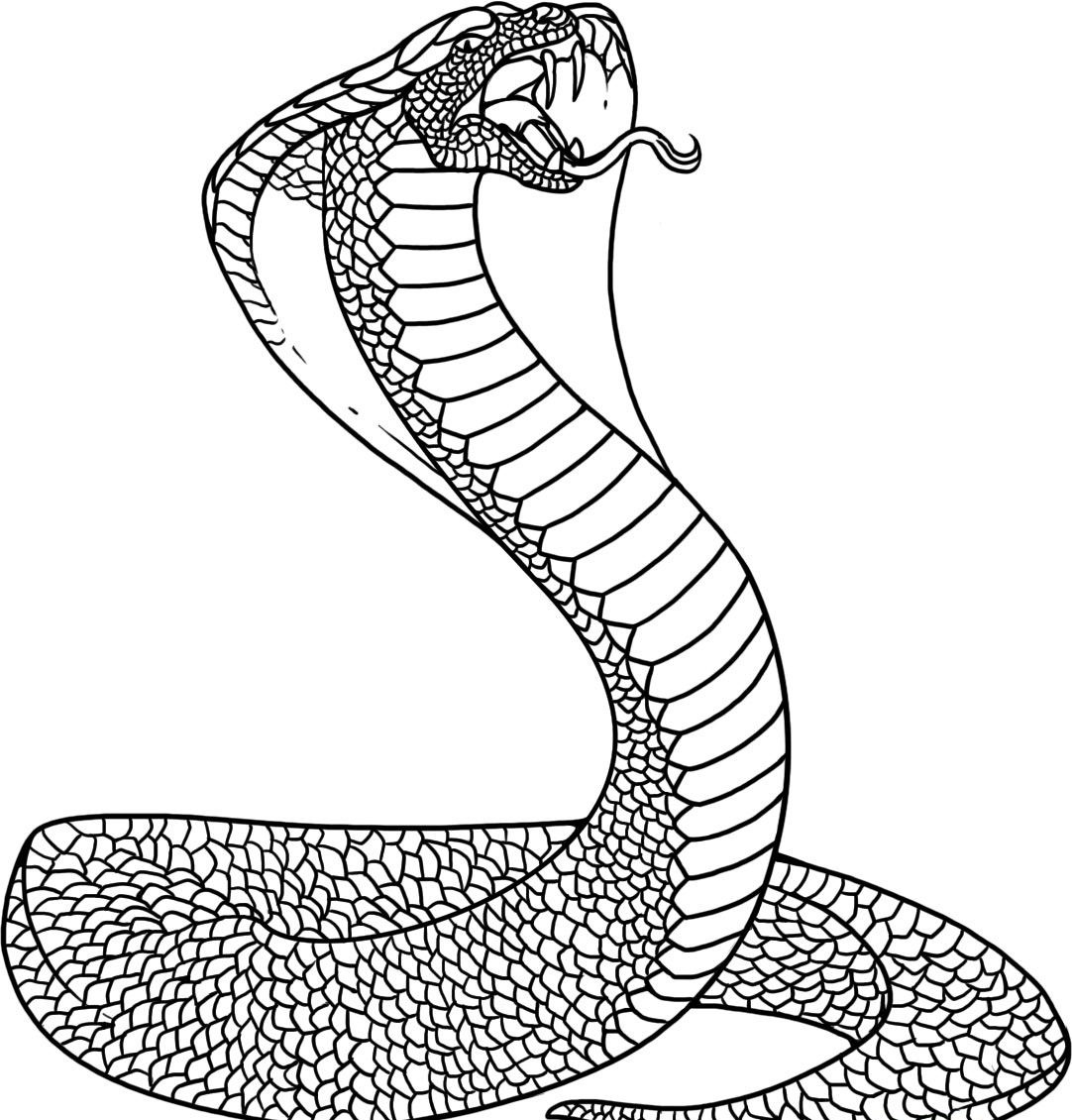 Free Printable Coloring Pages Of Snakes Printable Word Searches Free Printable Coloring Pages Of Snakes Printable Word Searches