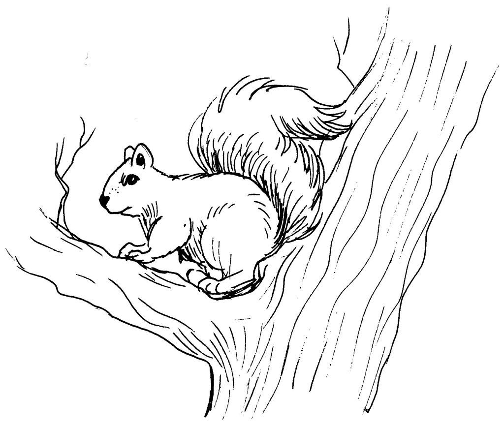 Free Printable Coloring Pages Of Squirrels Printable Templates Protal Free Printable Coloring Pages Of Squirrels Printable Templates Protal