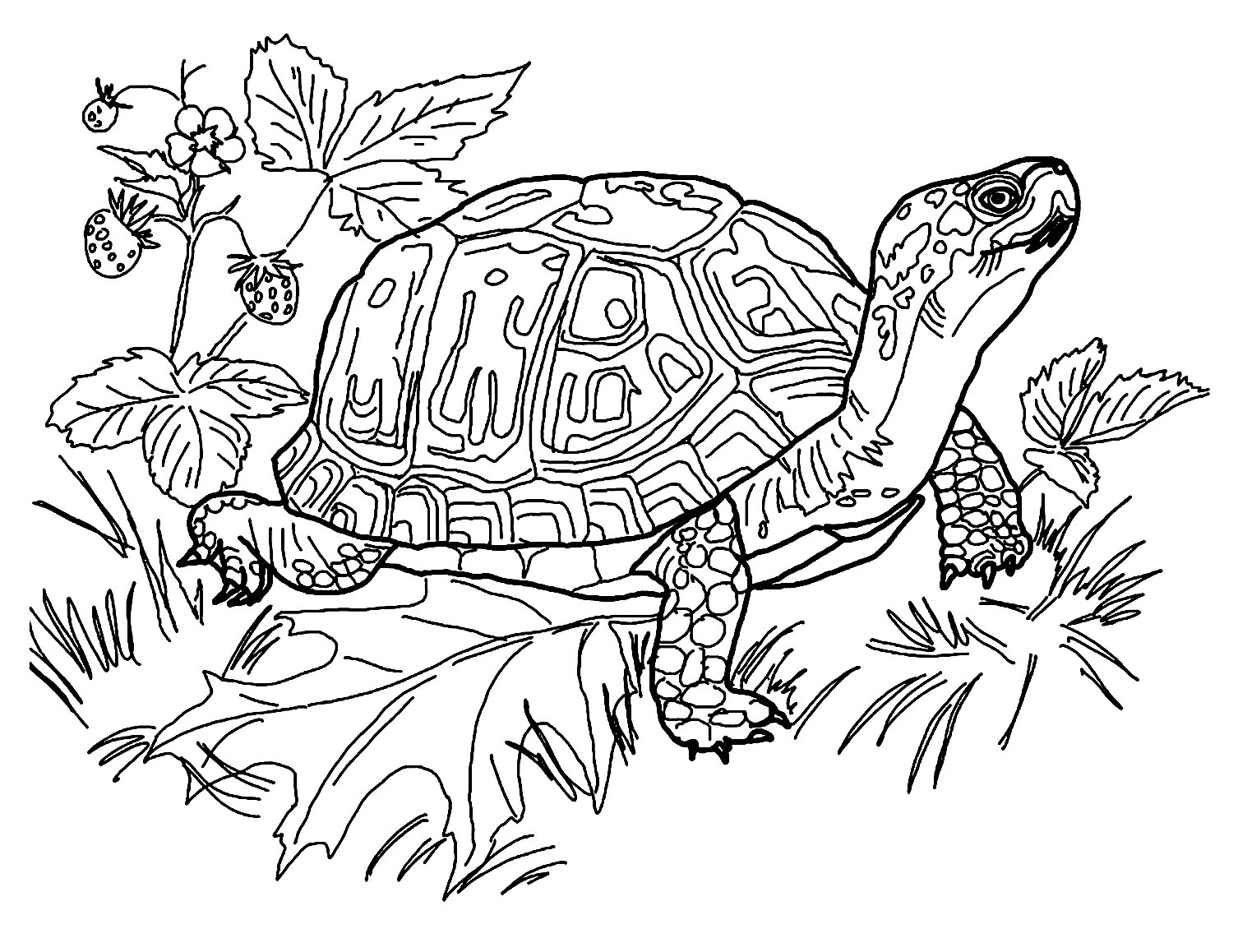 Free Printable Coloring Pages Of Turtles