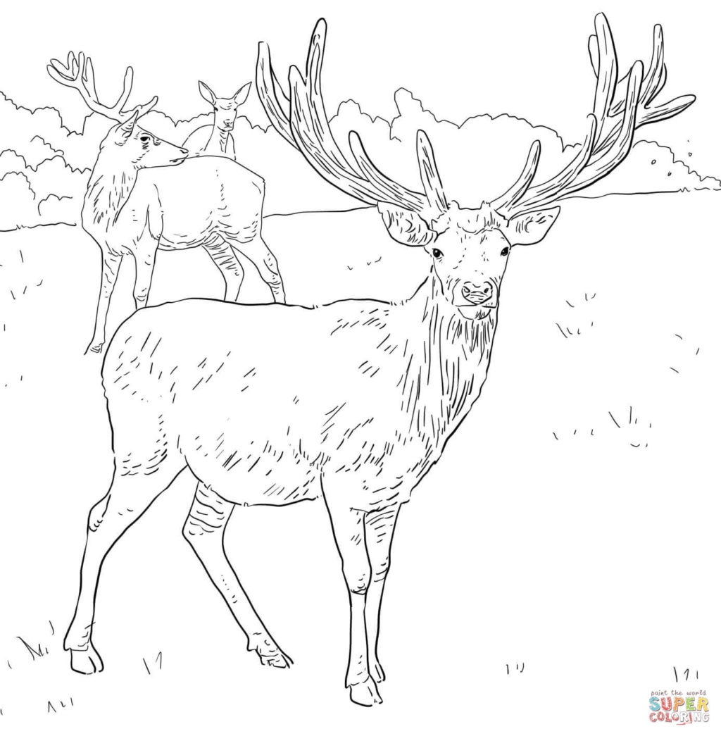Free Printable Deer Coloring Pages At GetDrawings Free Download Free Printable Deer Coloring Pages At GetDrawings Free Download