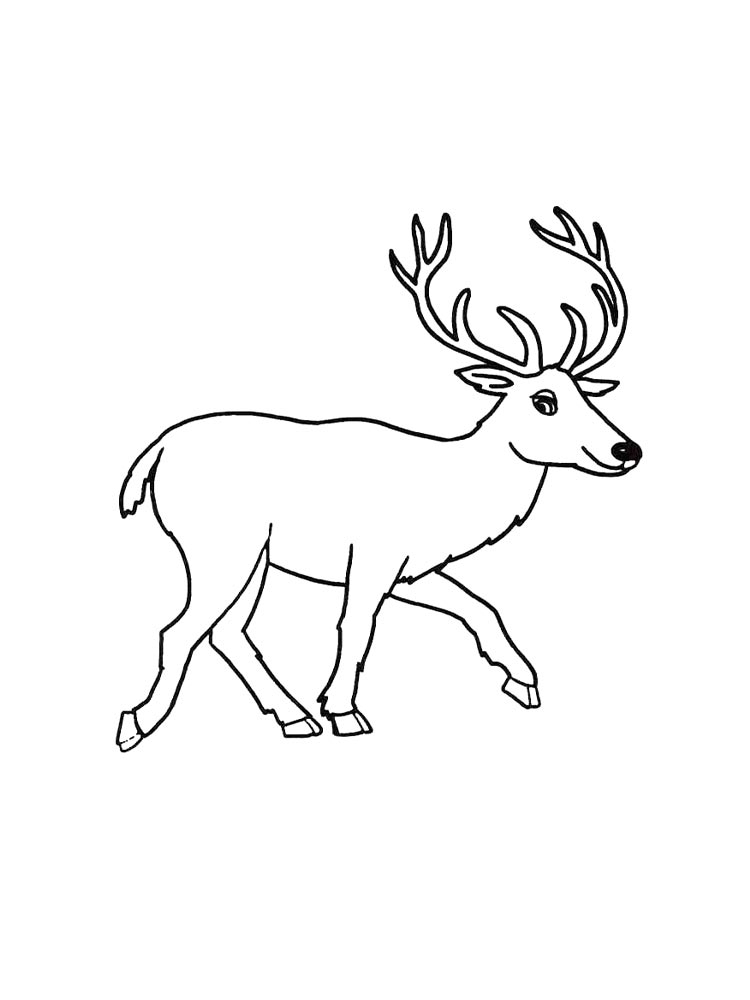 Free Printable Deer Coloring Pages Free Printable Templates Free Printable Deer Coloring Pages Free Printable Templates
