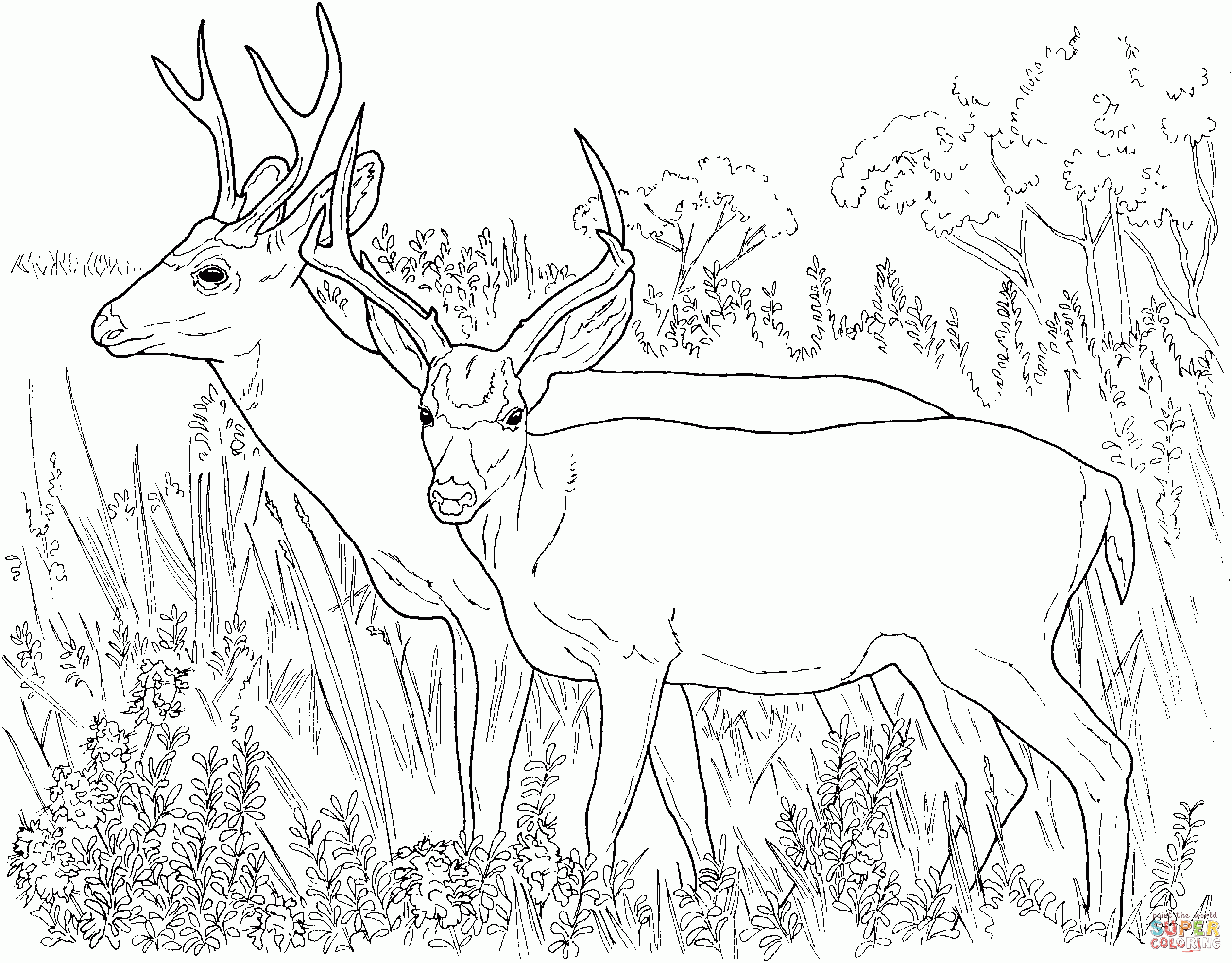 Free Printable Deer Coloring Pages Free Printable Deer Coloring Pages
