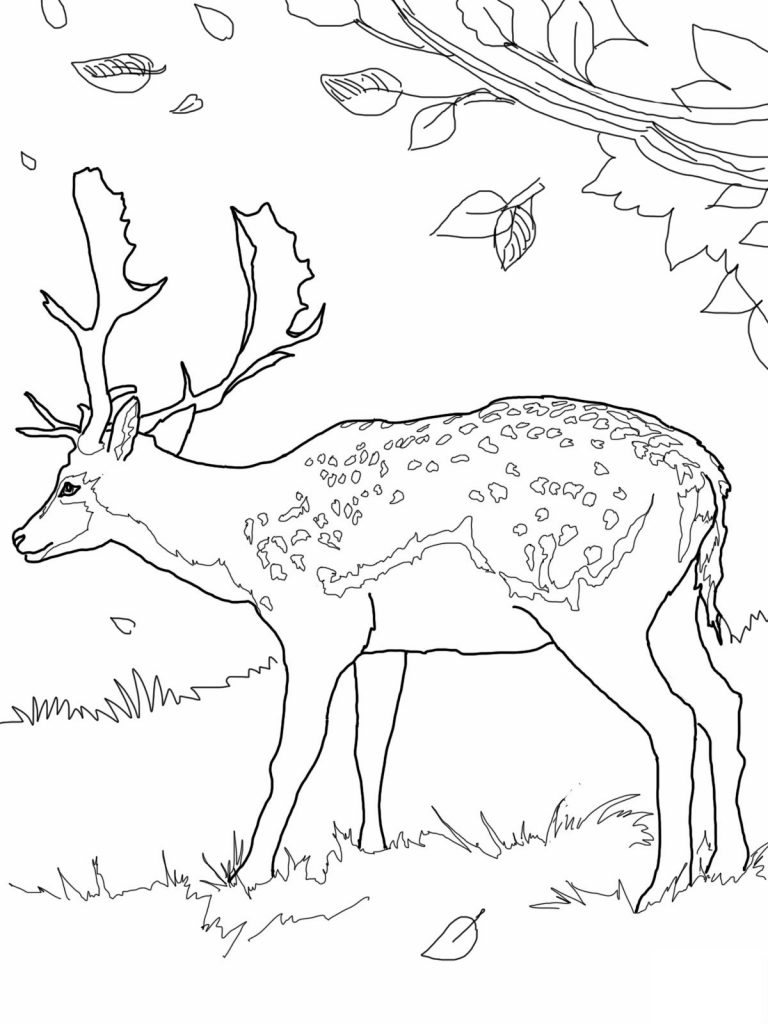 Free Printable Deer Coloring Pages Free Printable Deer Coloring Pages