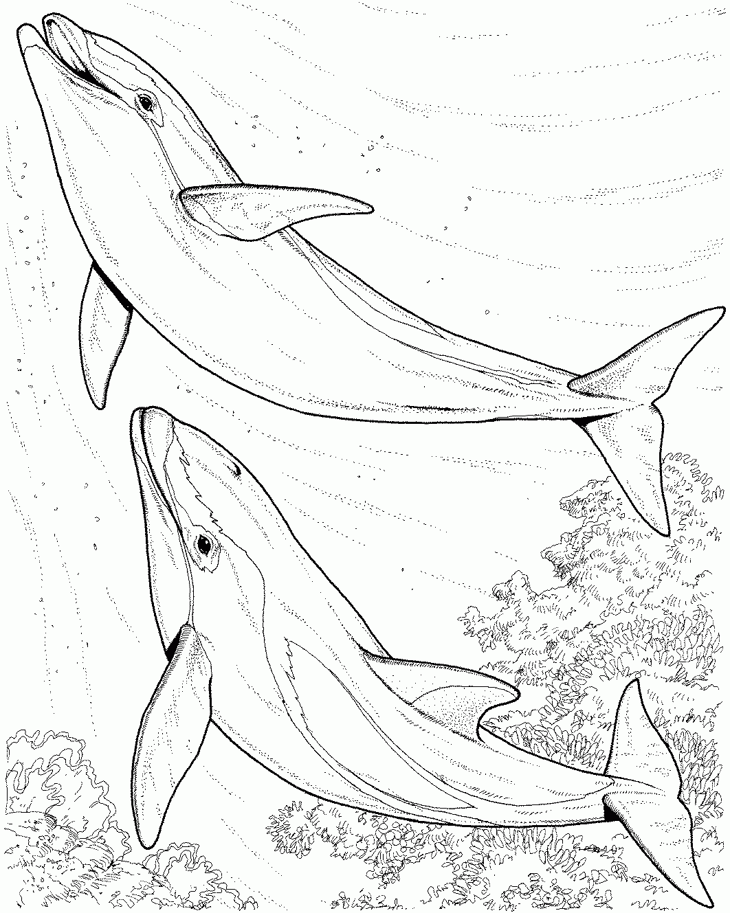 Free Printable Dolphin Coloring Pages