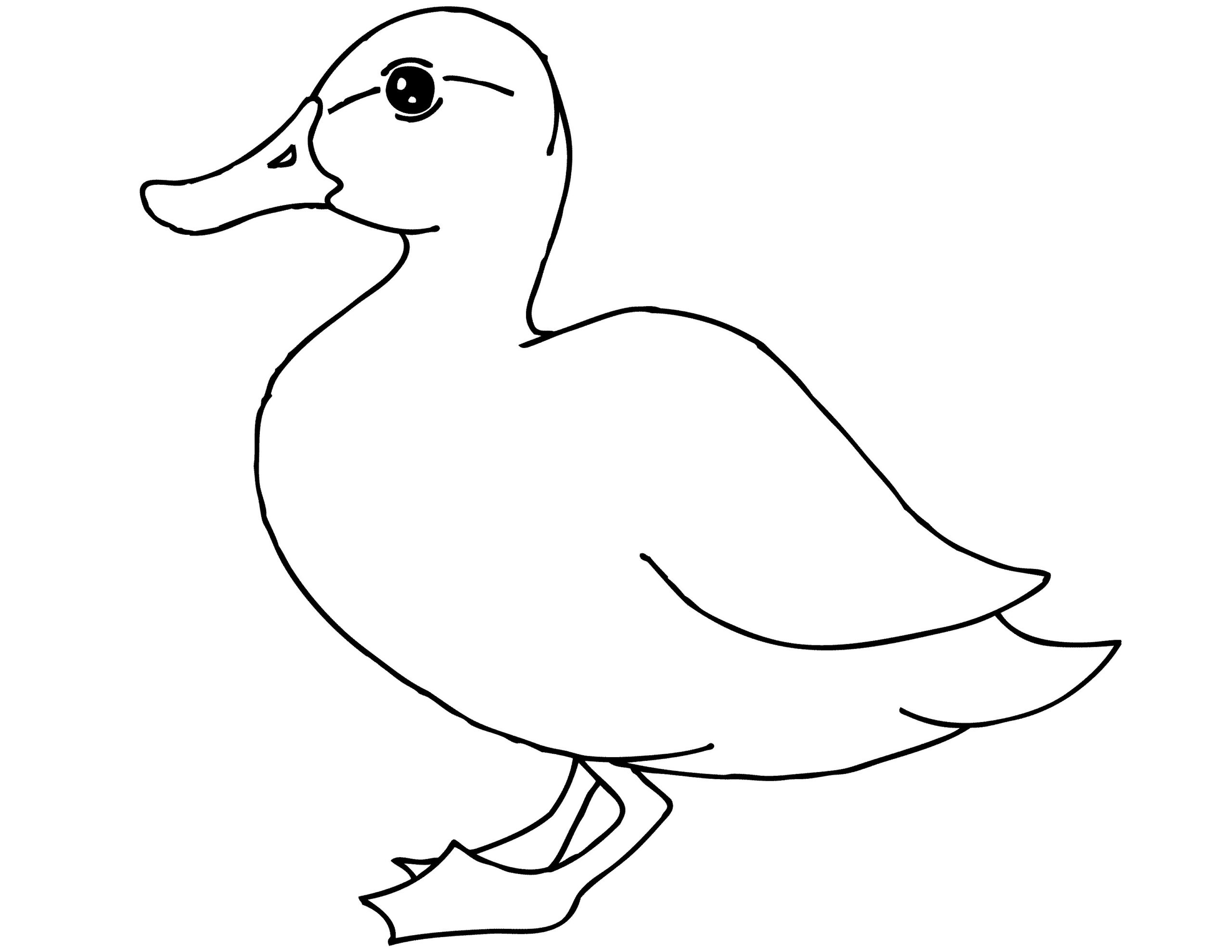 Free Printable Duck Coloring Pages For Kids Animal Place Free Printable Duck Coloring Pages For Kids Animal Place