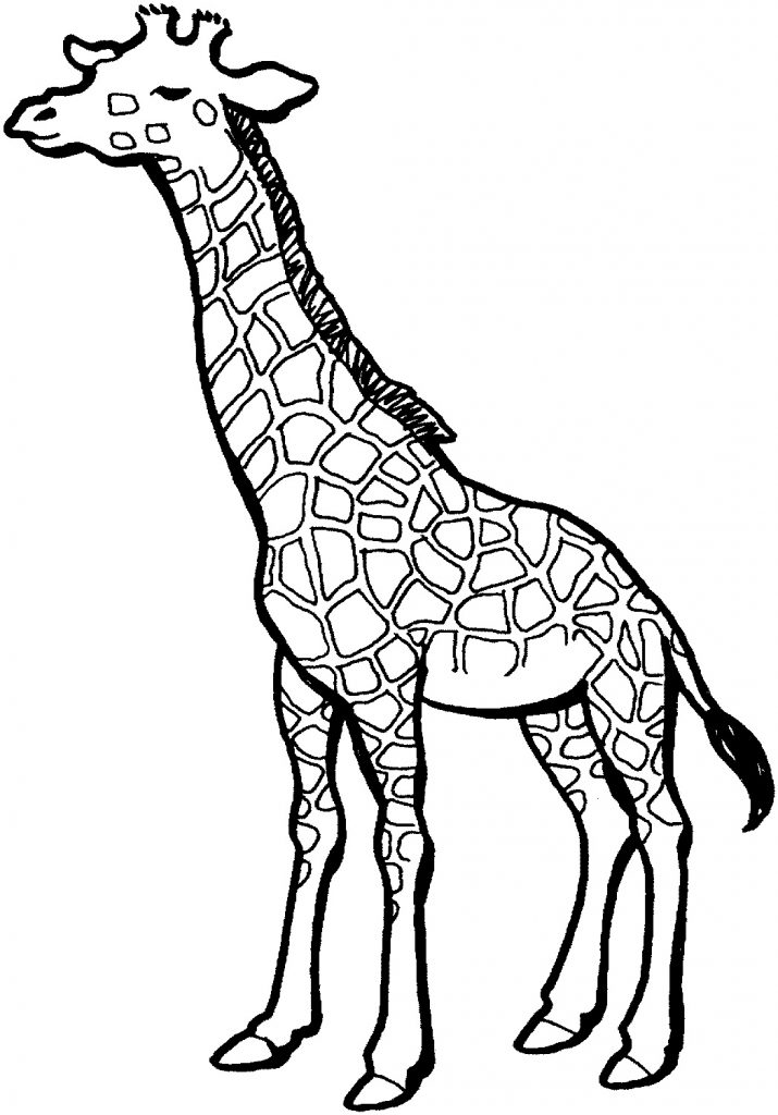 Free Printable Giraffe Coloring Pages For Kids Free Printable Giraffe Coloring Pages For Kids