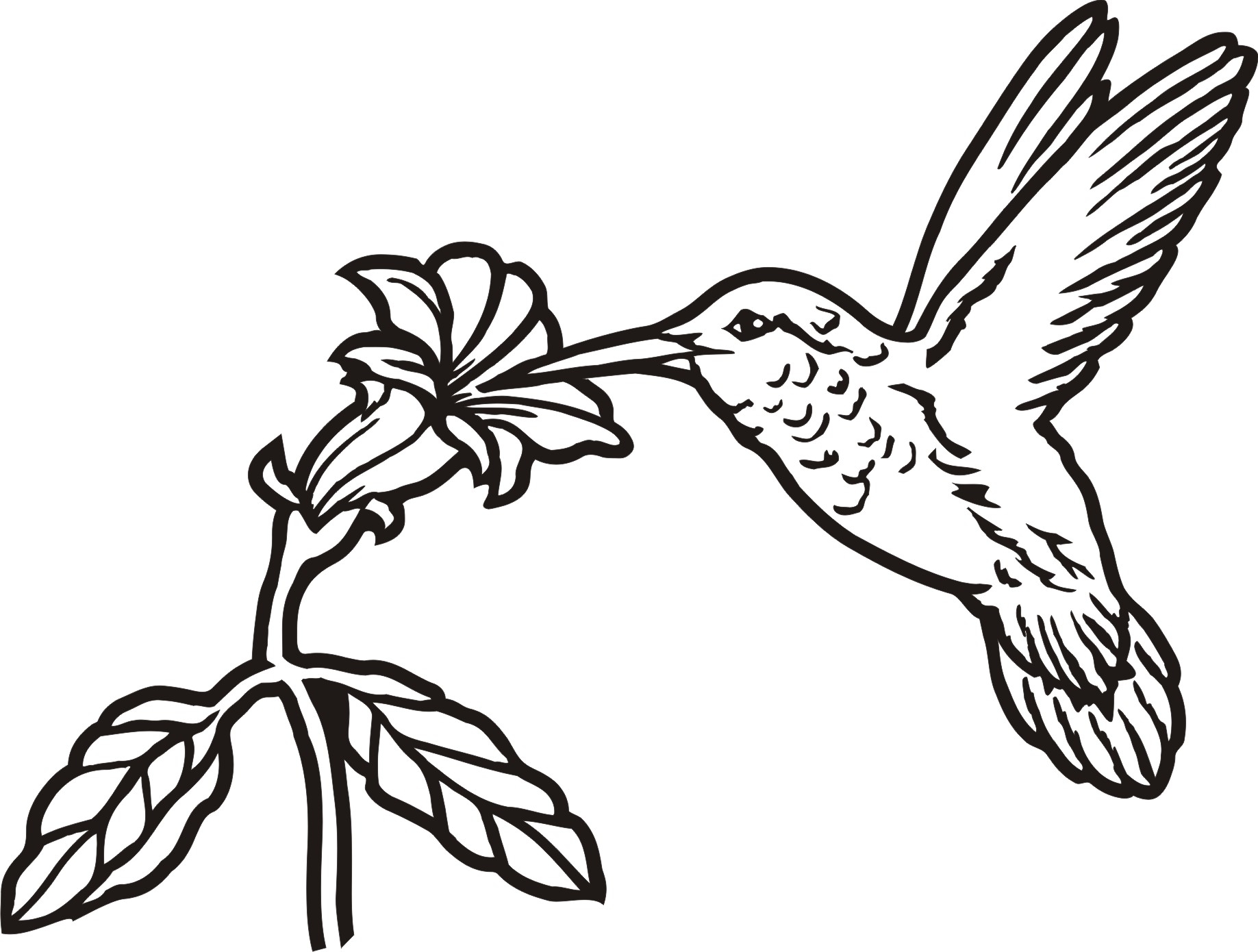 Free Printable Hummingbird Coloring Pages