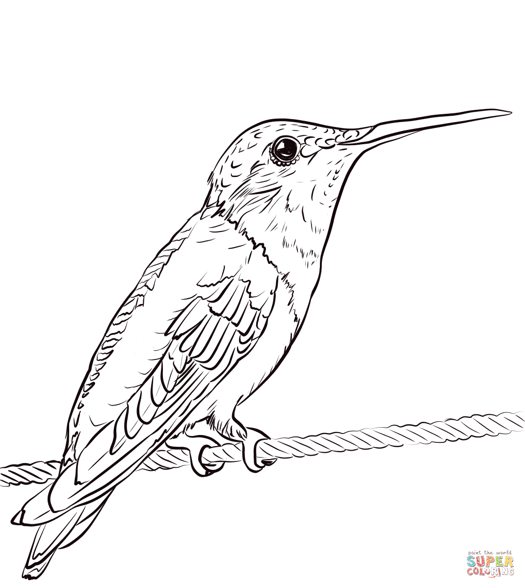 Free Printable Hummingbird Coloring Pages