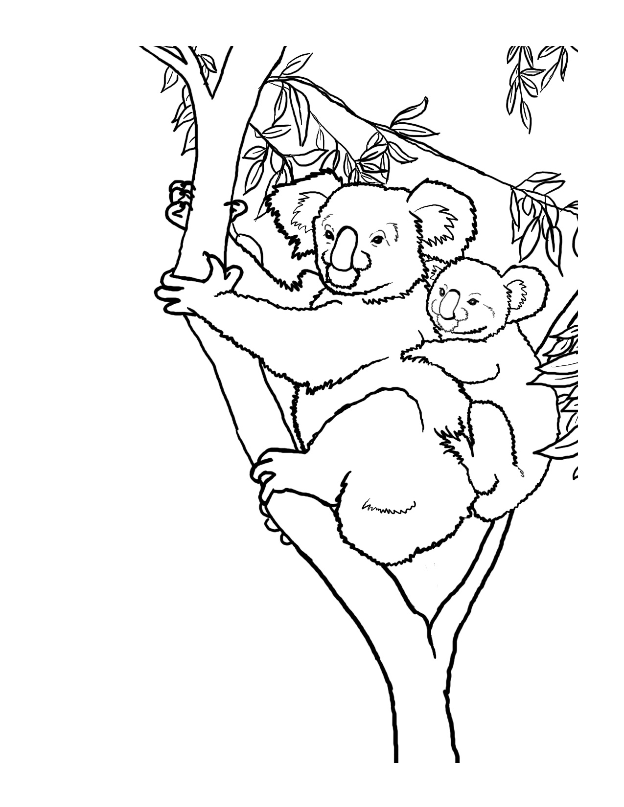 Free Printable Koala Coloring Pages For Kids Animal Place Free Printable Koala Coloring Pages For Kids Animal Place