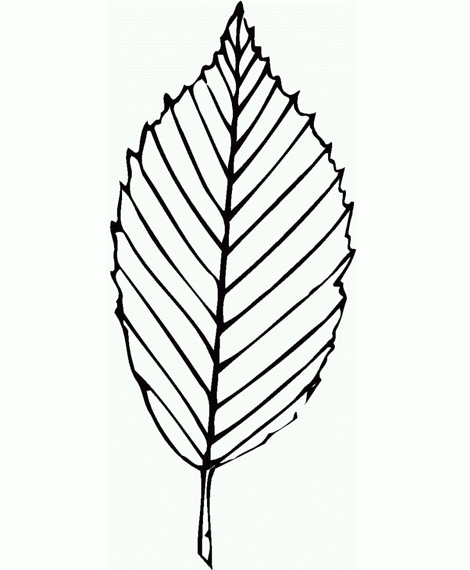Printable Coloring Pages Leaves Printable Coloring Pages Leaves