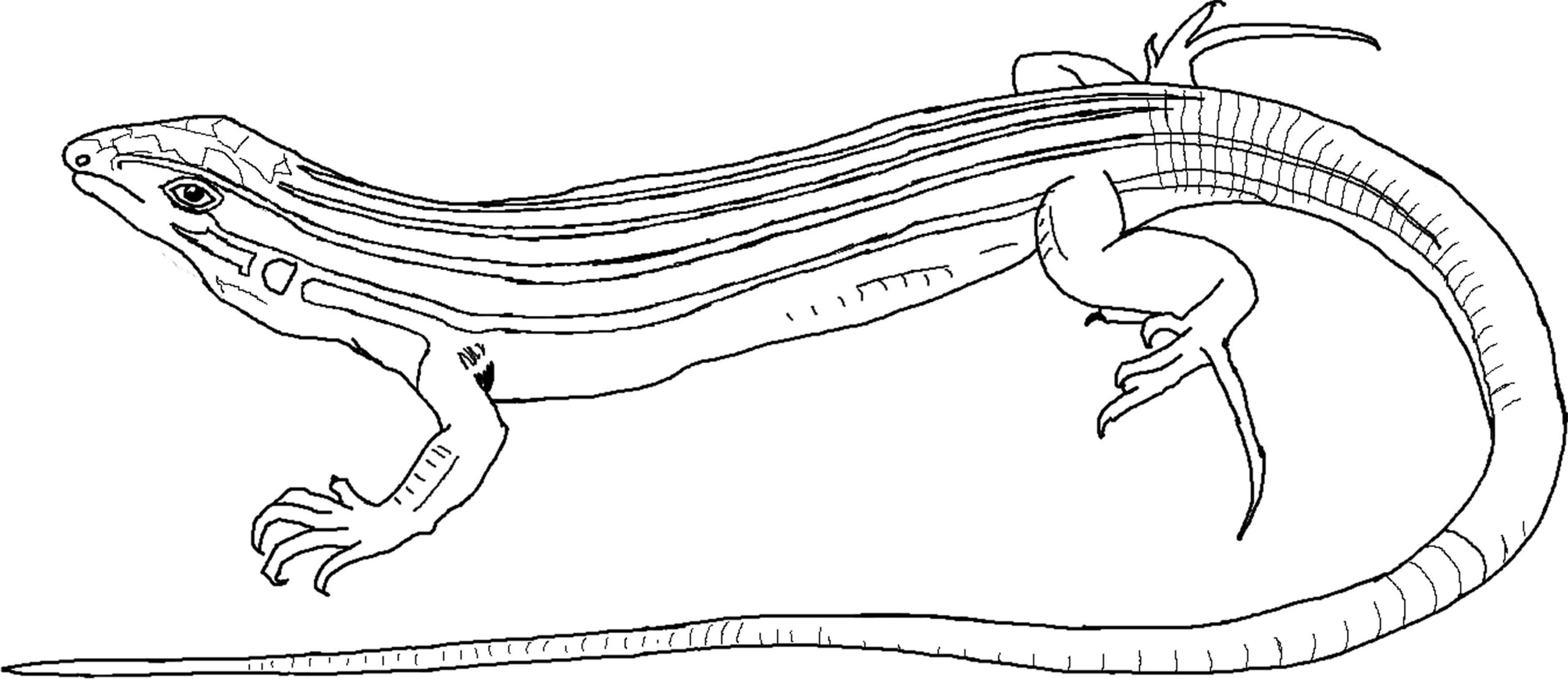 Free Printable Lizard Coloring Pages For Kids Animal Place Free Printable Lizard Coloring Pages For Kids Animal Place