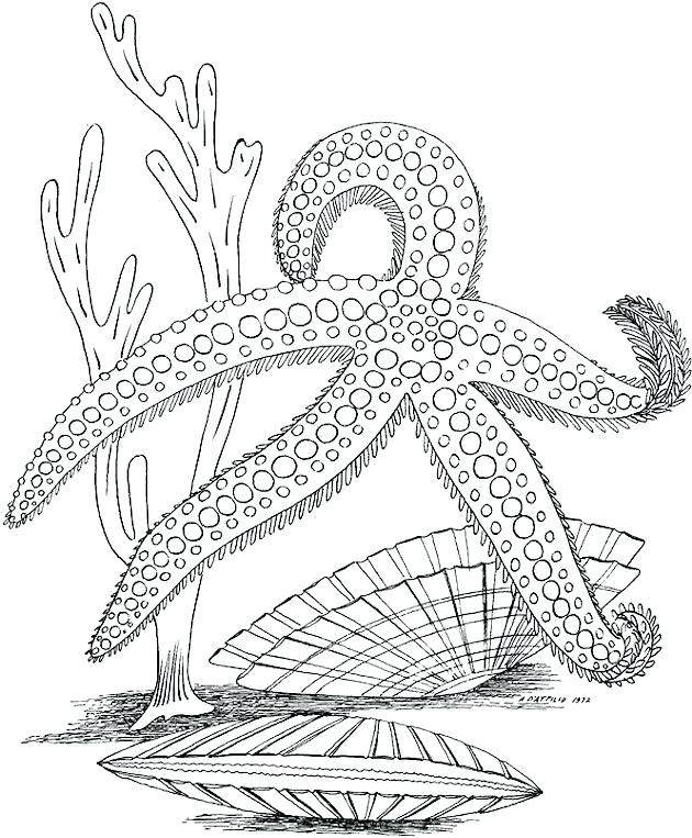 Free Printable Sea Life Coloring Pages At GetColorings Free Free Printable Sea Life Coloring Pages At GetColorings Free