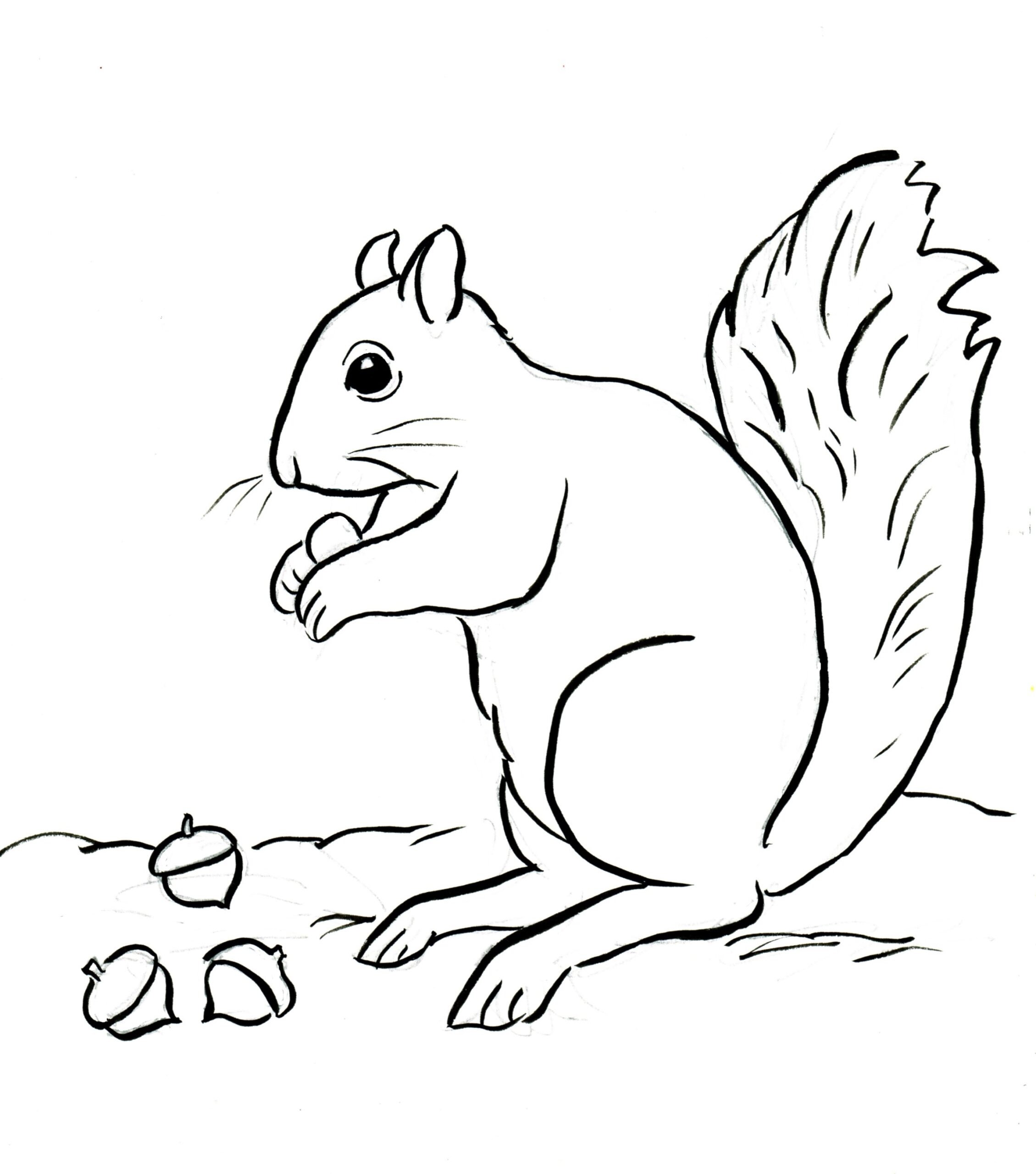 Free Printable Squirrel Coloring Pages Templates Printable Free Printable Squirrel Coloring Pages Templates Printable
