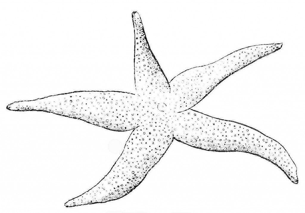 Free Printable Starfish Coloring Pages For Kids Star Coloring Pages Free Printable Starfish Coloring Pages For Kids Star Coloring Pages