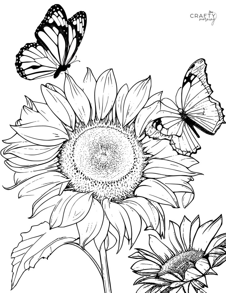 Free Printable Sunflower Coloring Pages In 2024 Sunflower Coloring