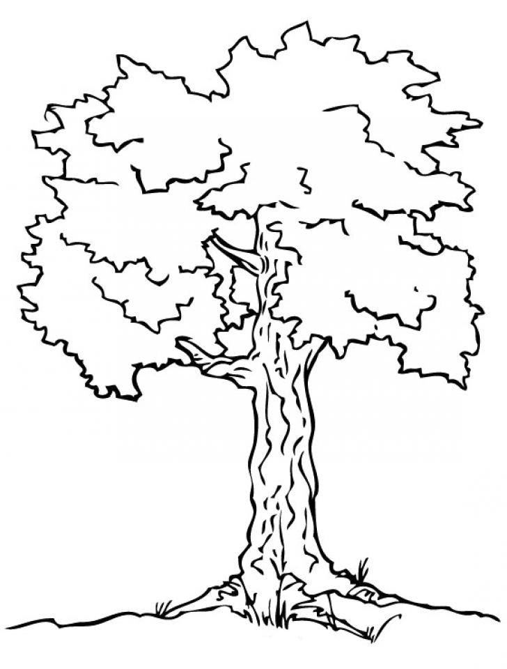 Free Printable Tree Coloring Pages Printable World Holiday Free Printable Tree Coloring Pages Printable World Holiday