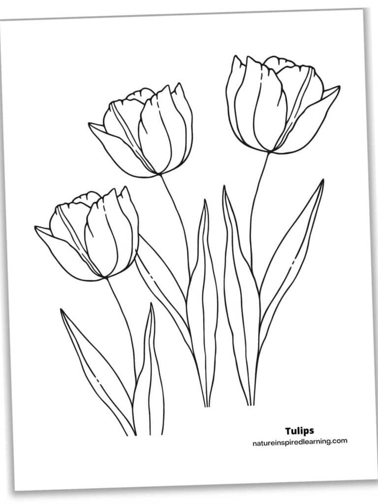 Free Printable Tulip Coloring Pages Free Printable Tulip Coloring Pages