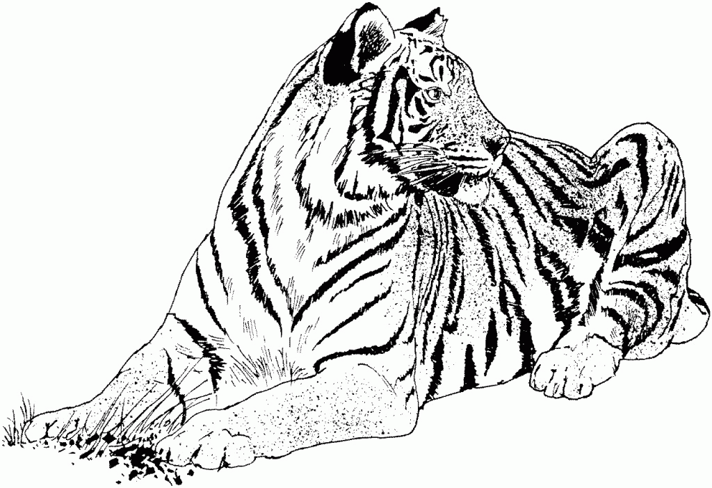 Realistic Printable Tiger Coloring Pages Realistic Printable Tiger Coloring Pages
