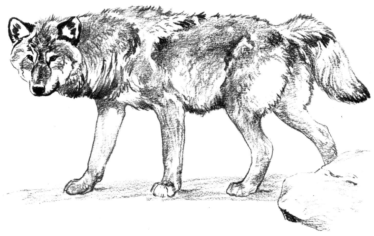 Wolf Printable Coloring Pages